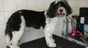 Daisy tibetan